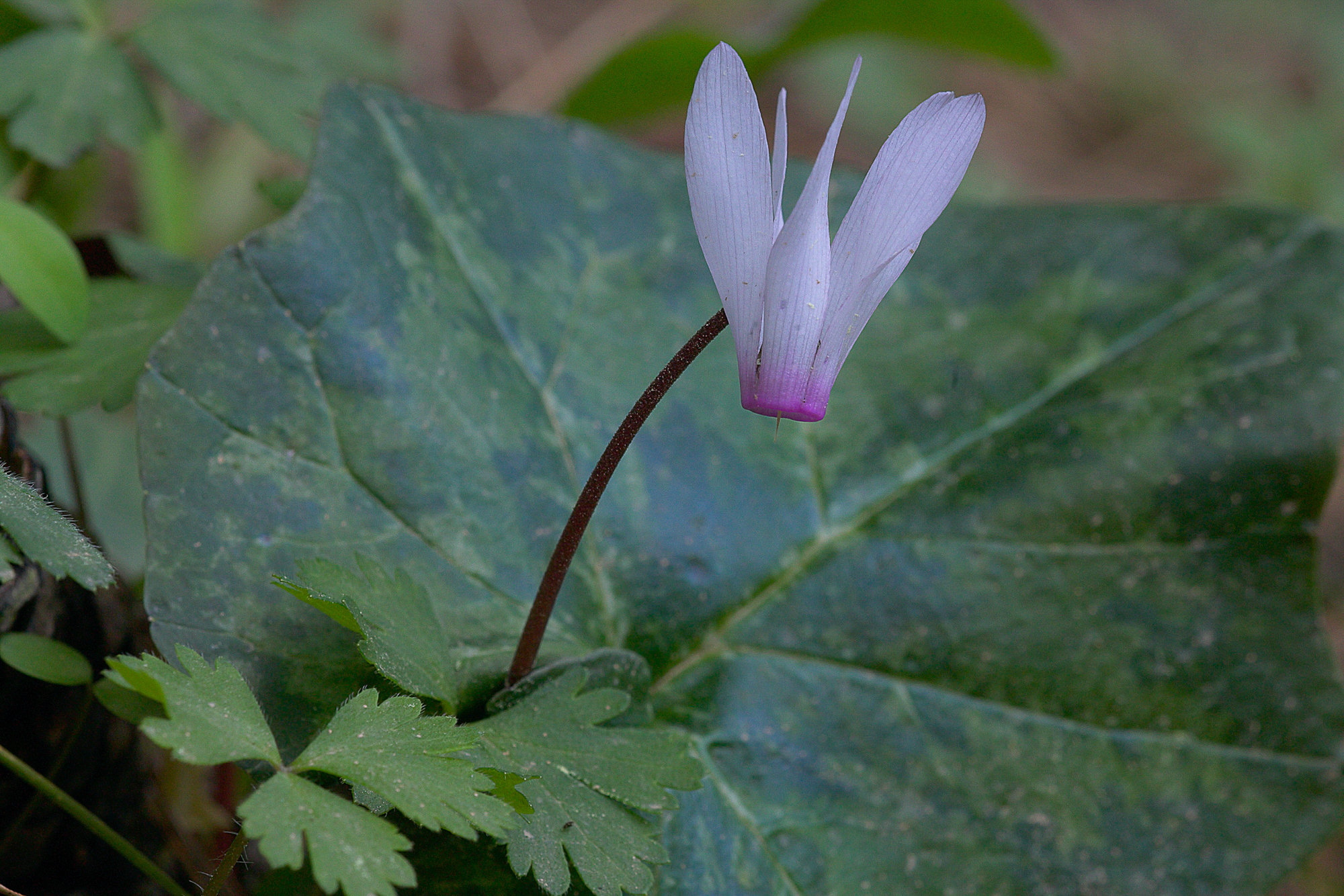 cyclamens
